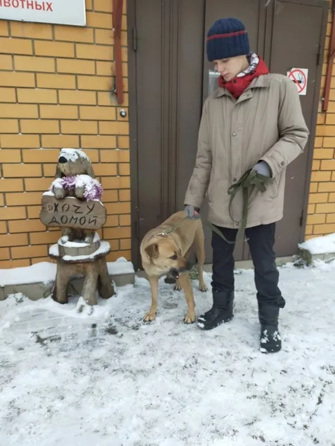 Собака Жасмин, сука, Приют Малинки (Кожухово), Москва. Фото 2 из 7.