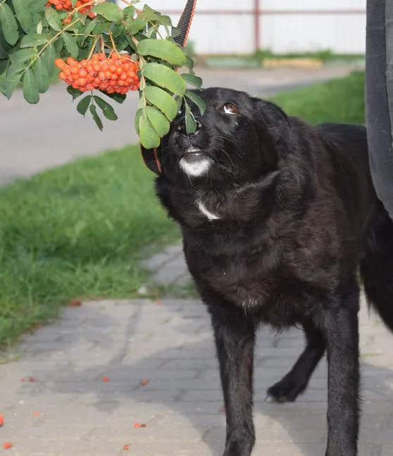 Собака Рейчел, сука, Приют Малинки (Кожухово), Москва. Фото 3 из 6.