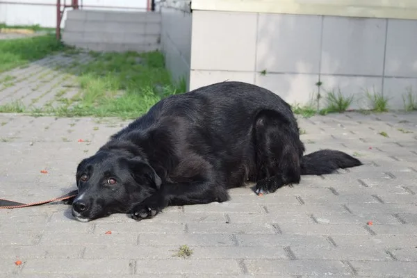 Собака Рейчел, сука, Приют Малинки (Кожухово), Москва. Фото 5 из 6.