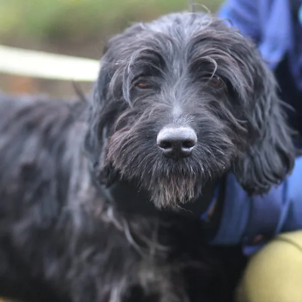 Собака Роки, кобель, Приют Малинки (Кожухово), Москва. Фото 1 из 7.
