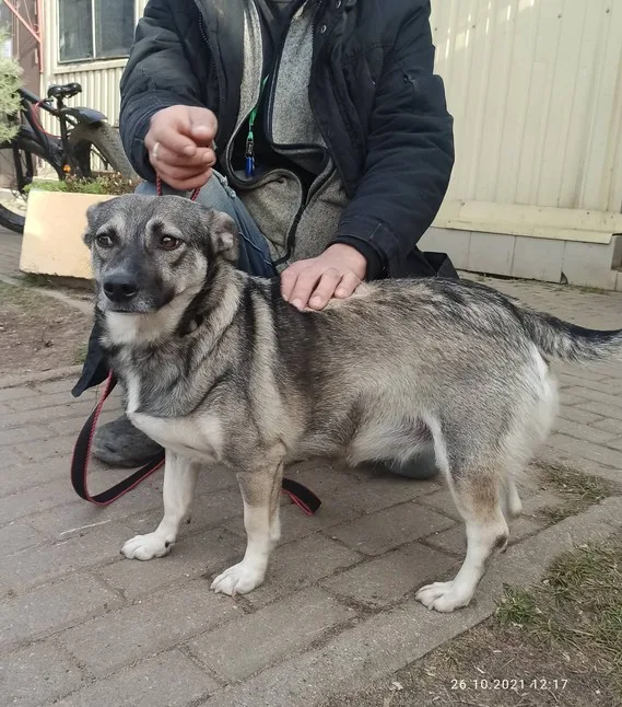Собака Надя, сука, Приют Малинки (Кожухово), Москва. Фото 2 из 5.
