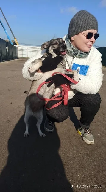 Собака Надя, сука, Приют Малинки (Кожухово), Москва. Фото 5 из 5.