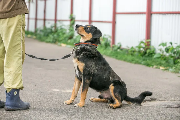 Собака Диего, кобель, Приют Малинки (Кожухово), Москва. Фото 6 из 7.