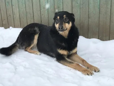 Ивушка — собака 10 лет, Москва