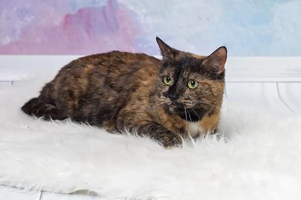 Кошка Ладушка, кошка, Приют Малинки (Кожухово), Москва. Фото 4 из 11.
