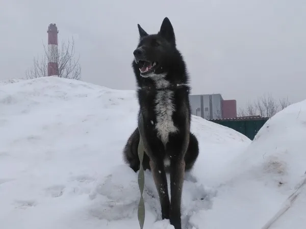 Собака Арчи, кобель, Приют Малинки (Кожухово), Москва. Фото 1 из 7.