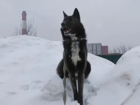 Арчи — пёс 7 лет, Москва