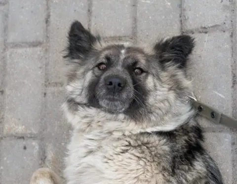 Лари — собака 7 лет, Москва
