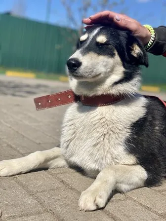 Собака Цветик, сука, Приют Малинки (Кожухово), Москва. Фото 3 из 8.