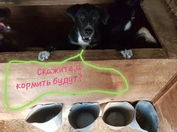 Собака Ума, сука, Приют Малинки (Кожухово), Москва. Фото 10 из 13.