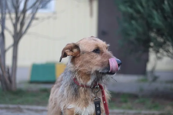 Собака Пьер, кобель, Приют Малинки (Кожухово), Москва. Фото 5 из 6.