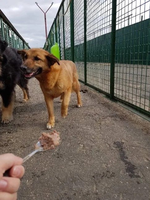 Собака Девочка, сука, Приют Малинки (Кожухово), Москва. Фото 9 из 10.