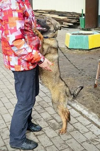Собака Лапуля, сука, Приют Малинки (Кожухово), Москва. Фото 3 из 4.