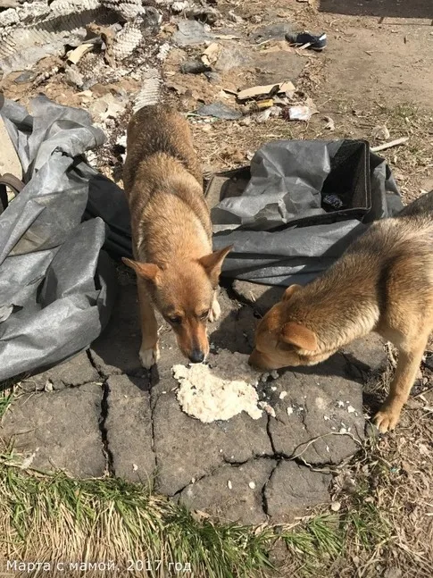 Собака Марта, сука, Приют Малинки (Кожухово), Москва. Фото 3 из 7.