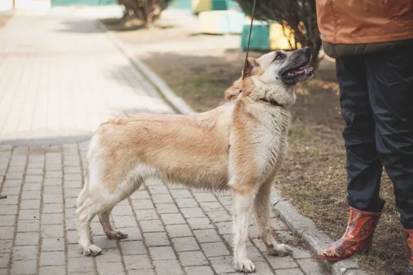 Собака Сальма, сука, Приют Малинки (Кожухово), Москва. Фото 2 из 8.
