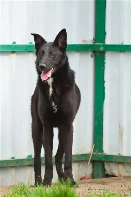Мариам — собака, Москва