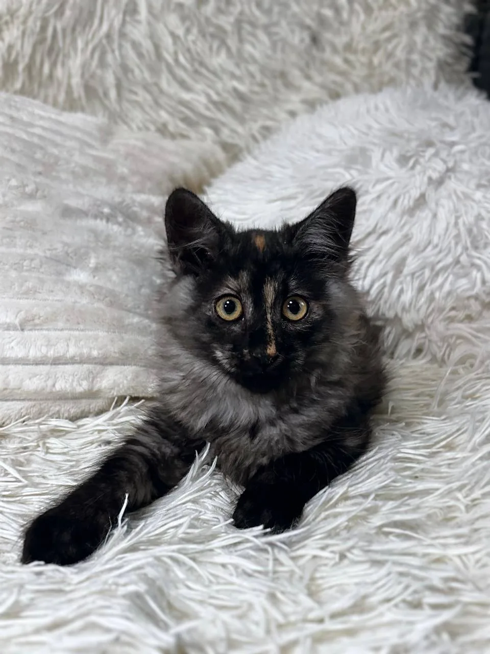 Котенок Валерьянка, кошка, Meow Family, Москва. Фото 3 из 4.