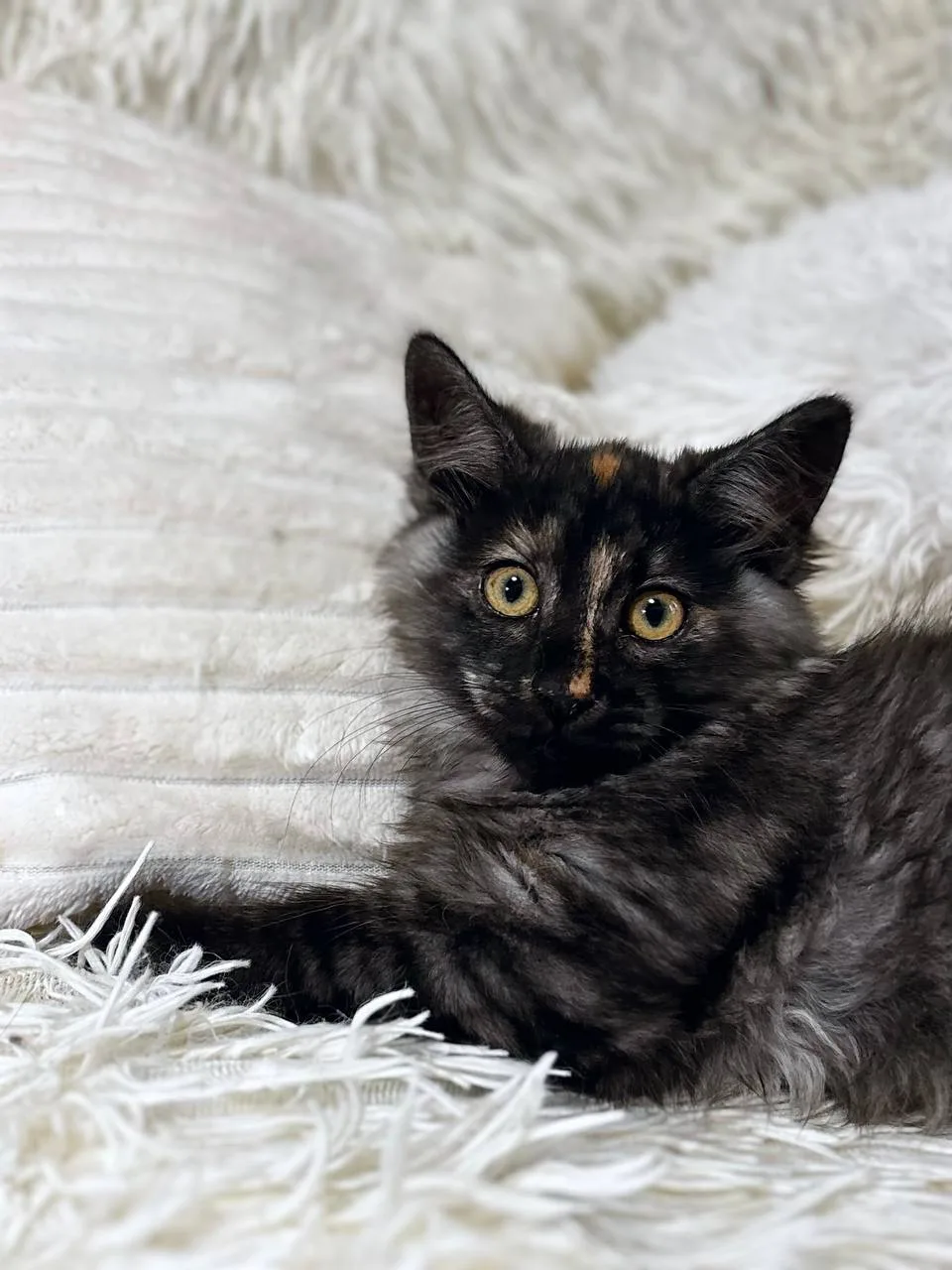 Котенок Валерьянка, кошка, Meow Family, Москва. Фото 4 из 4.