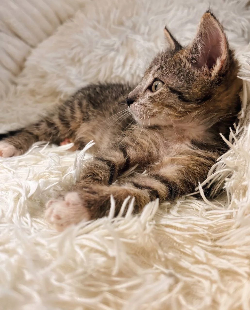 Котенок Трэвис Скотт, кот, Meow Family, Москва. Фото 3 из 4.