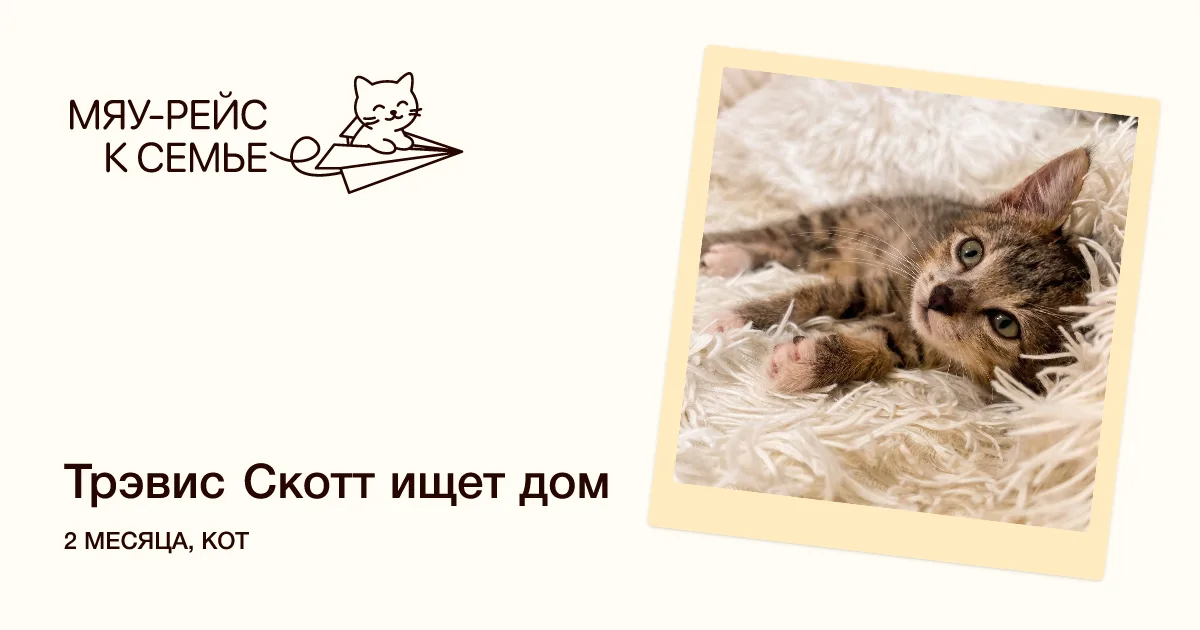 Котенок Трэвис Скотт, кот, Meow Family, Москва. Фото 1 из 5.