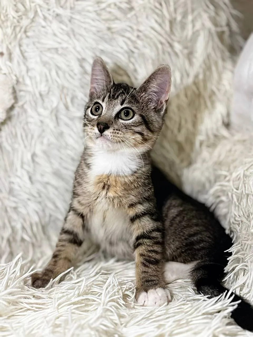 Котенок Феназепам, кот, Meow Family, Москва. Фото 1 из 3.