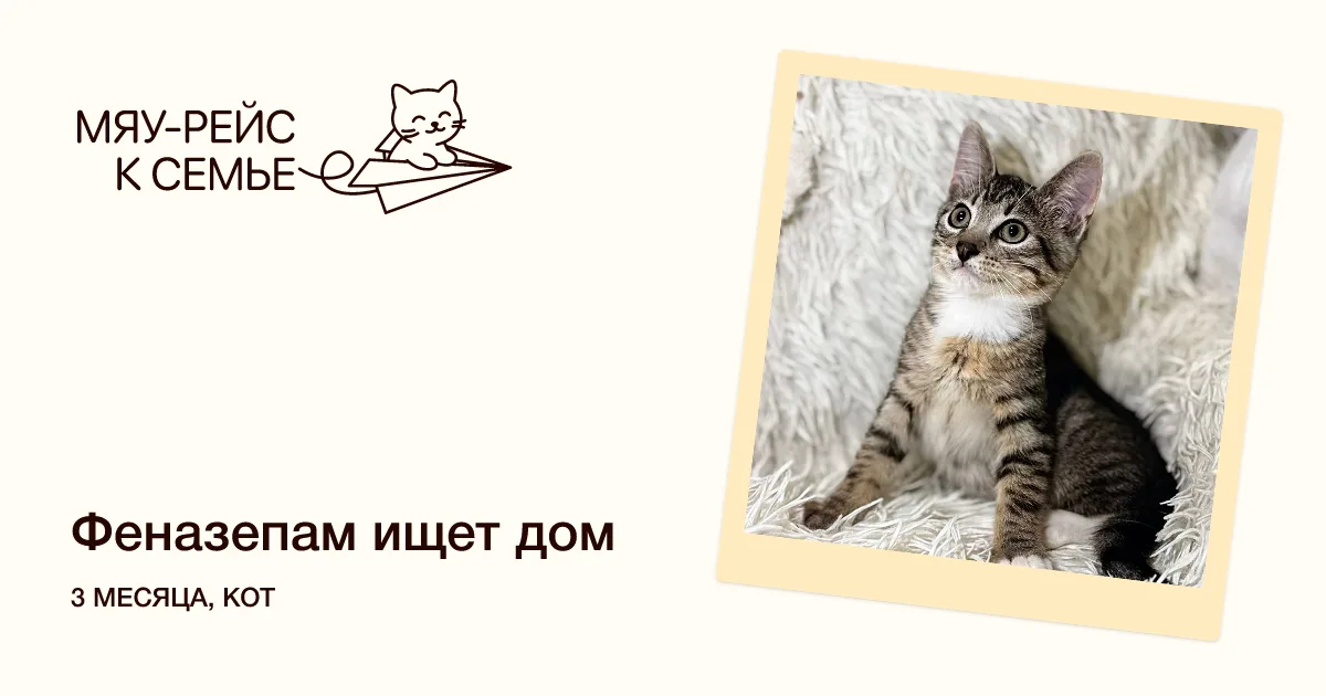 Котенок Феназепам, кот, Meow Family, Москва. Фото 1 из 4.