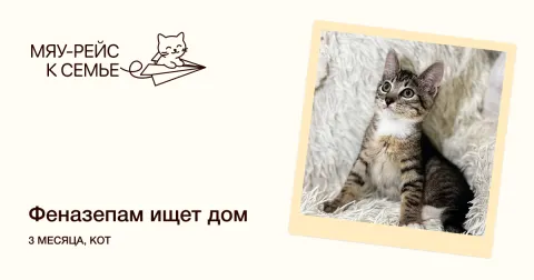 Феназепам — кошка Около 5 месяцев, Москва