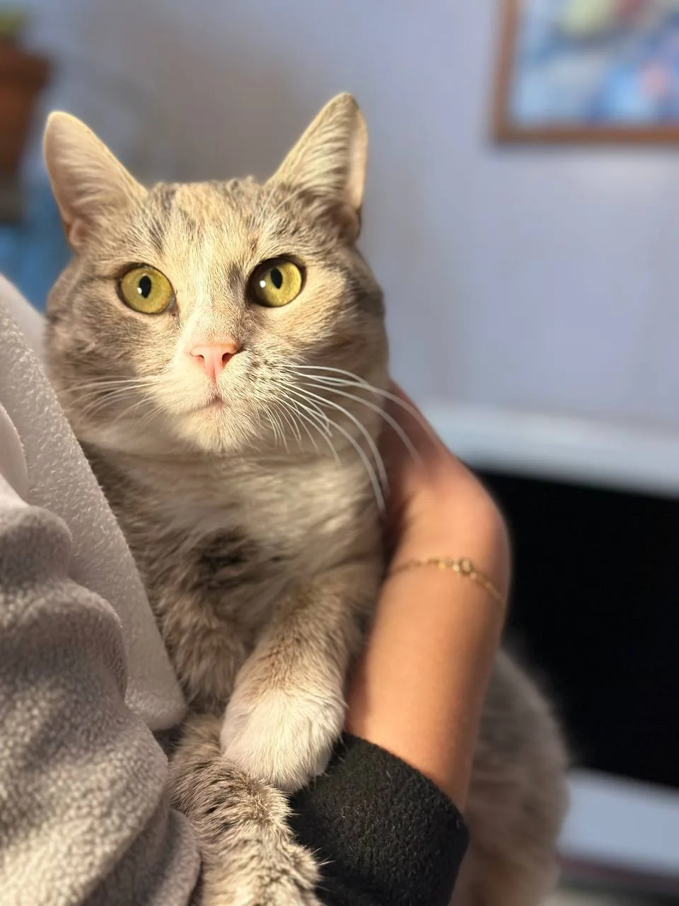 Кошка Пудра, кошка, Meow Family, Москва. Фото 1 из 4.