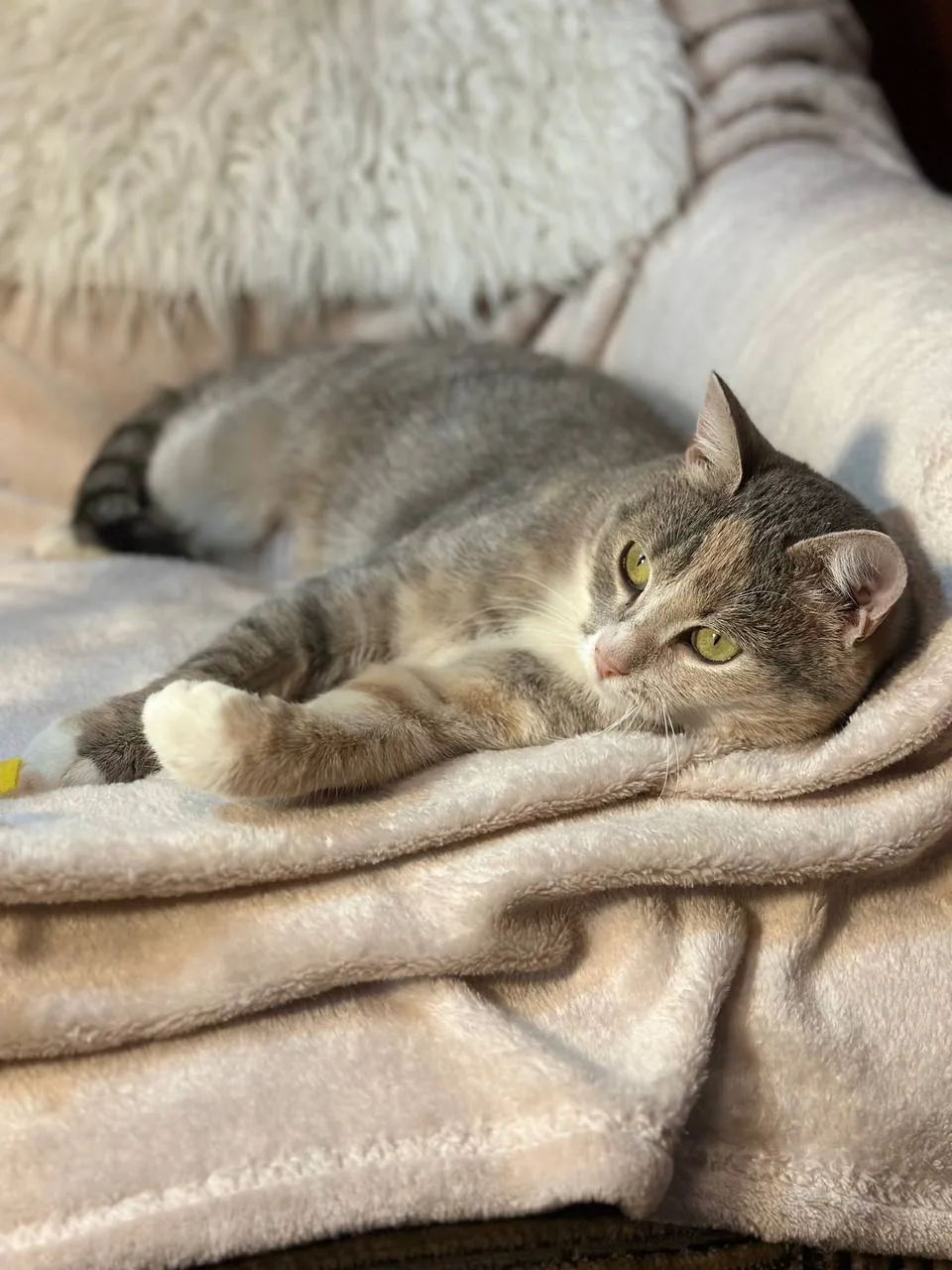 Кошка Пудра, кошка, Meow Family, Москва. Фото 3 из 4.
