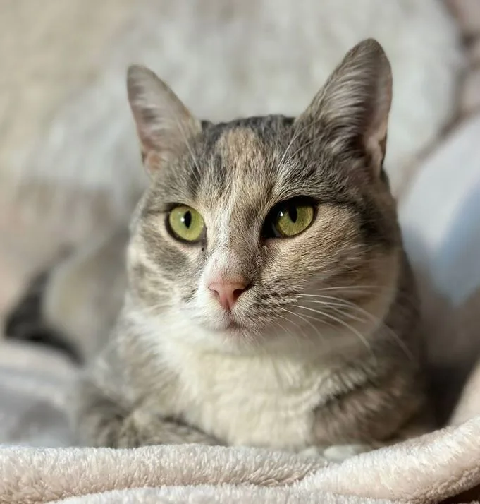 Кошка Пудра, кошка, Meow Family, Москва. Фото 4 из 4.