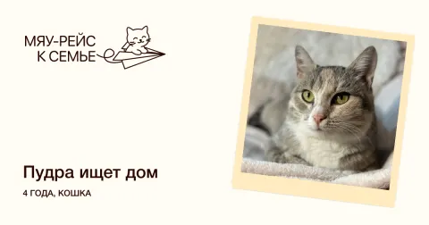 Пудра — кошка Около 4 лет, Москва