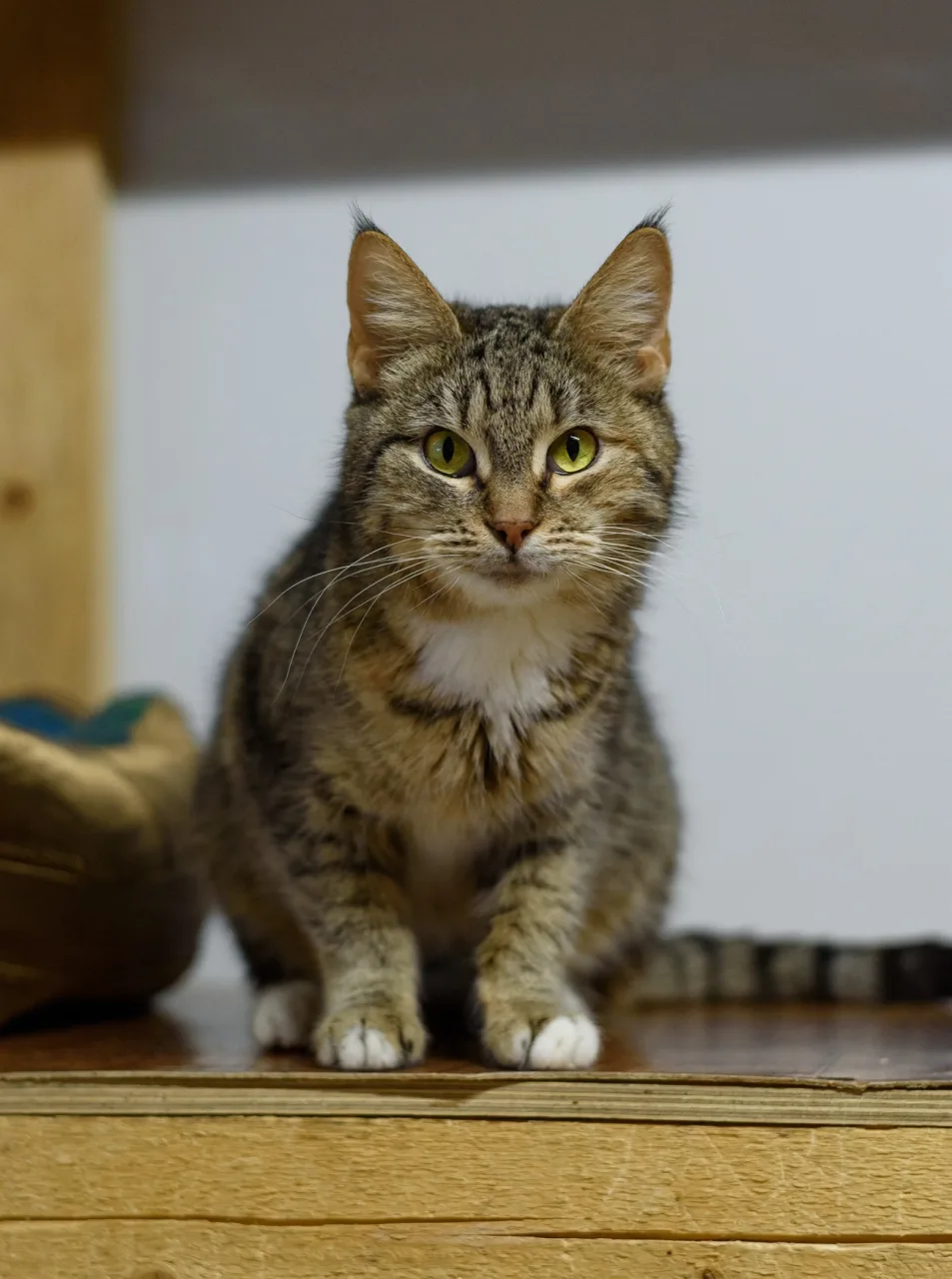 Кошка Астра, кошка, Приют Бирюлево, Москва. Фото 2 из 6.