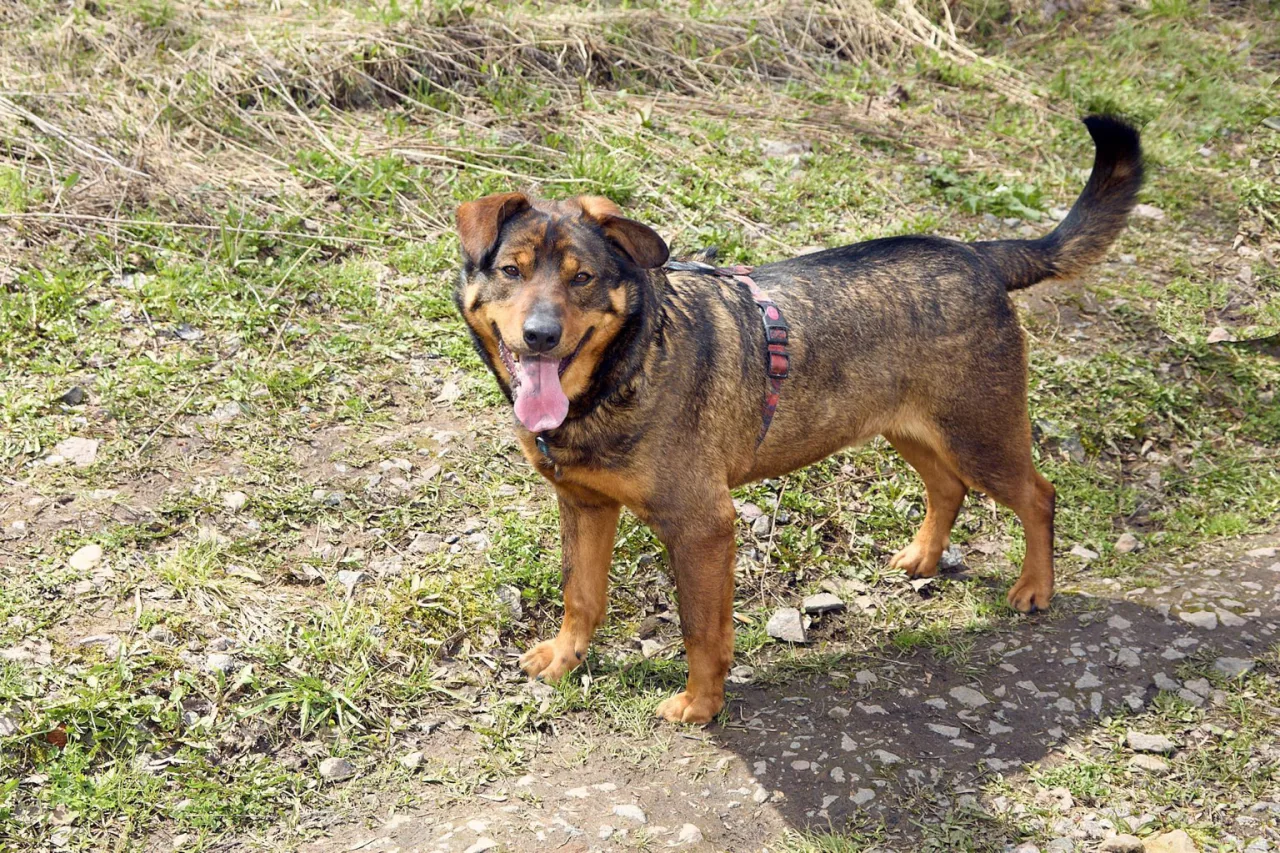 Собака Джек, кобель, Приют Бирюлево, Москва. Фото 1 из 4.