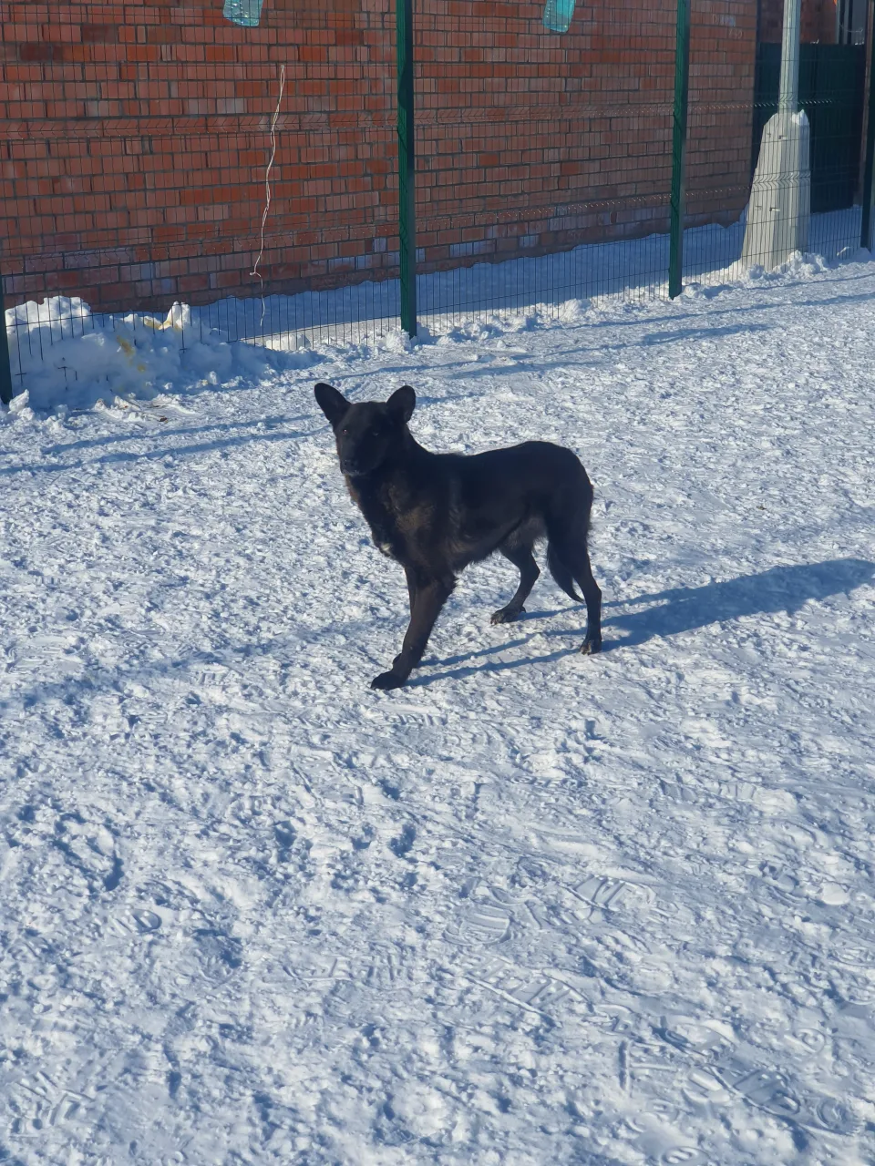 Собака Лайла, сука, Приют Малинки (Кожухово), Москва. Фото 3 из 5.