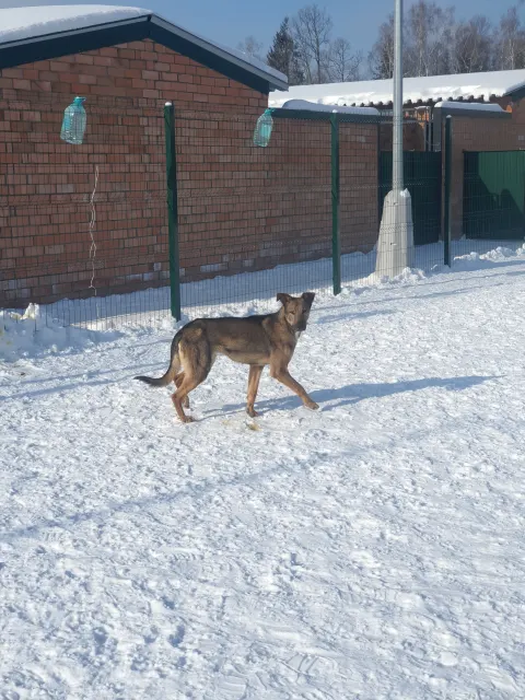Спайк — собака, Москва