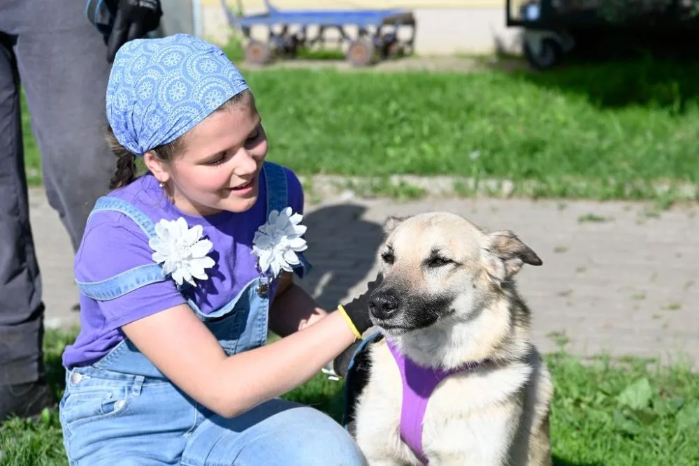 Собака Бридж, сука, Приют Малинки (Кожухово), Москва. Фото 1 из 6.