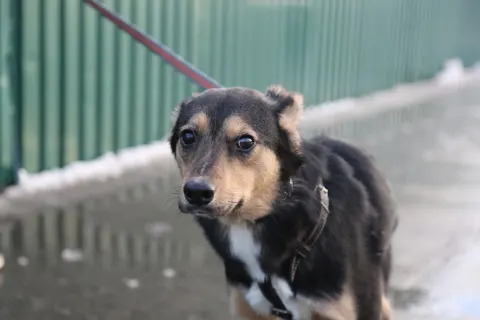 Лео — собака, Москва
