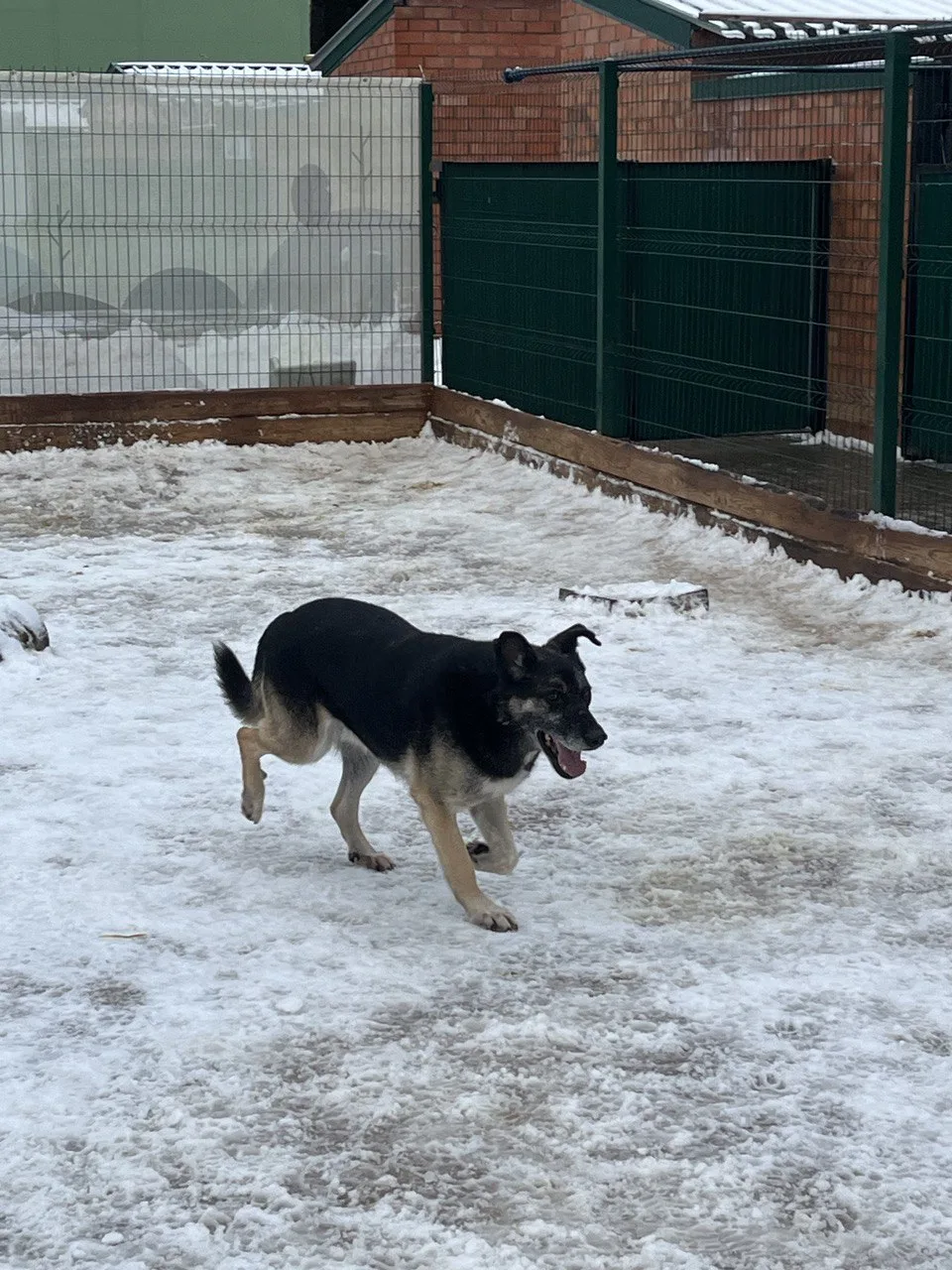 Собака Боб, кобель, Приют Малинки (Кожухово), Москва. Фото 5 из 6.