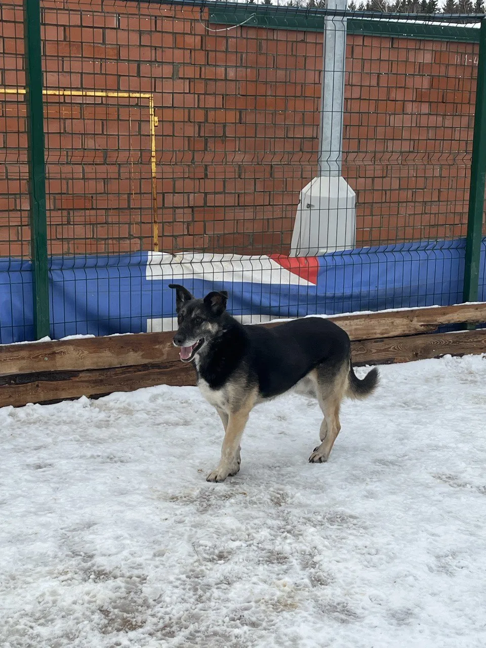 Собака Боб, кобель, Приют Малинки (Кожухово), Москва. Фото 6 из 6.