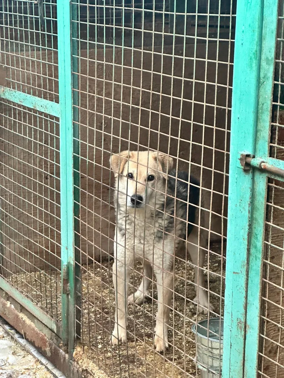 Собака Руди, кобель, Приют Малинки (Кожухово), Москва. Фото 8 из 8.