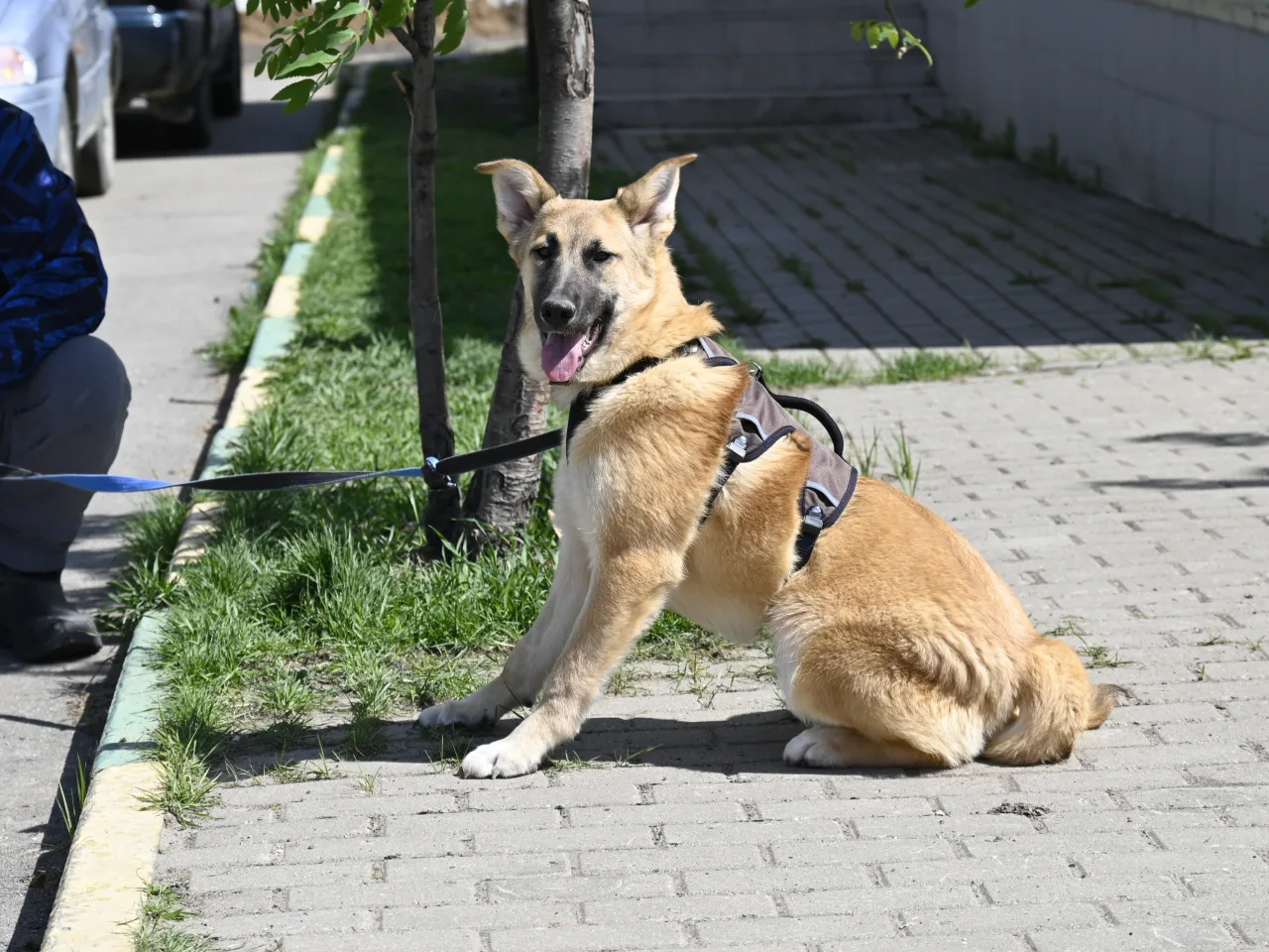 Собака Герда, сука, Приют Малинки (Кожухово), Москва. Фото 7 из 14.
