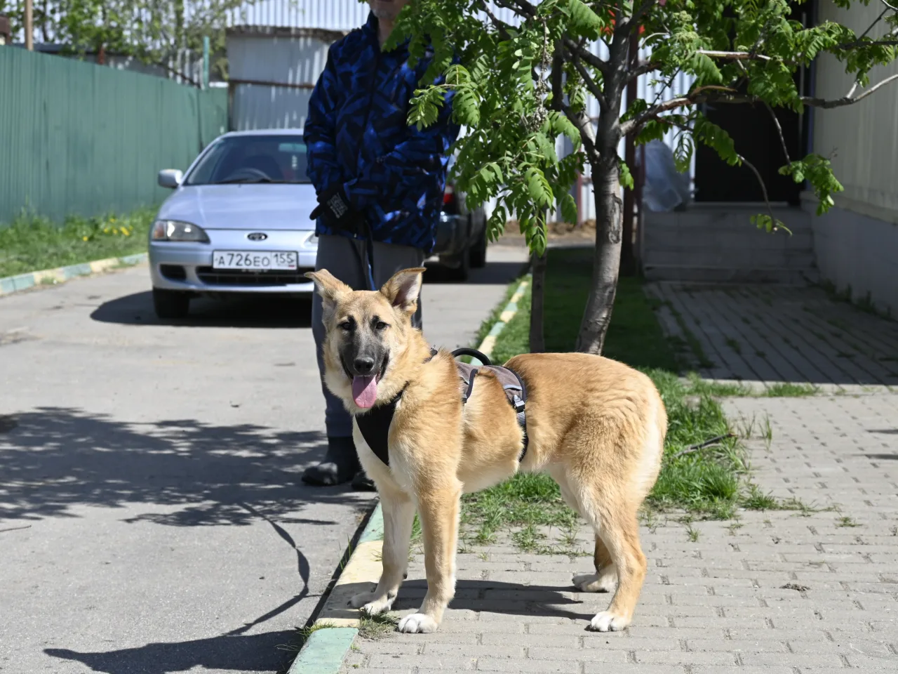 Собака Герда, сука, Приют Малинки (Кожухово), Москва. Фото 10 из 14.