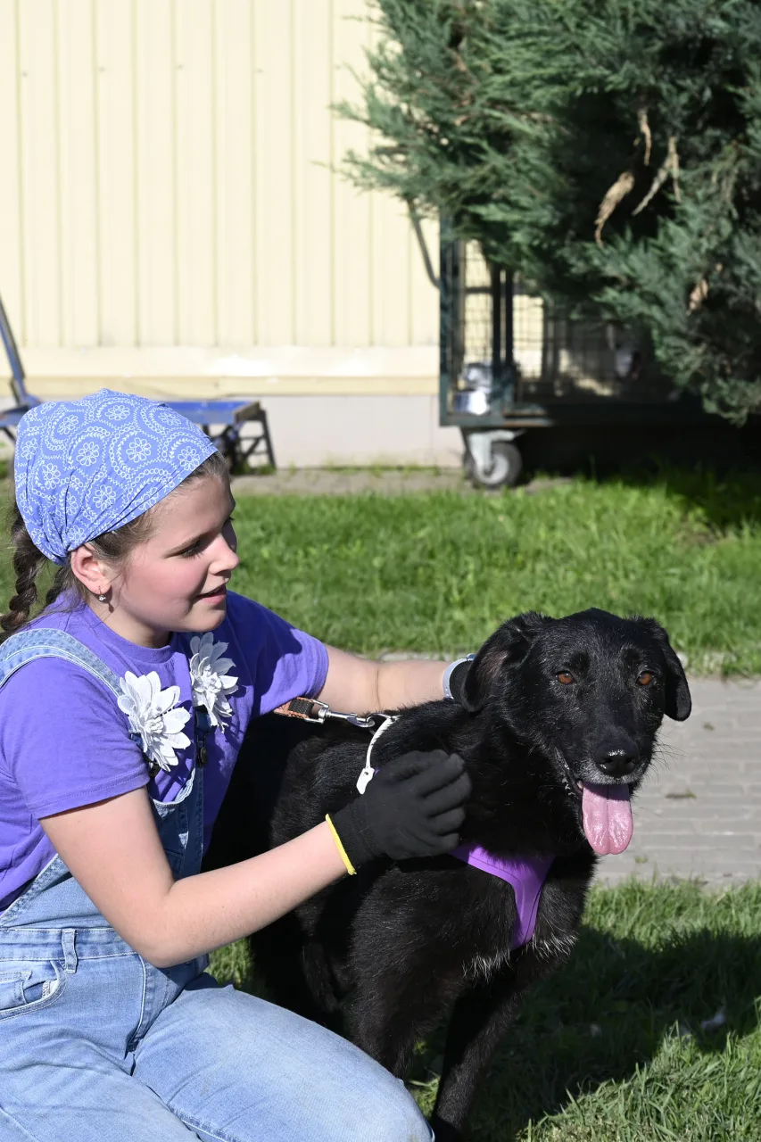 Собака Сабина, сука, Приют Малинки (Кожухово), Москва. Фото 9 из 11.