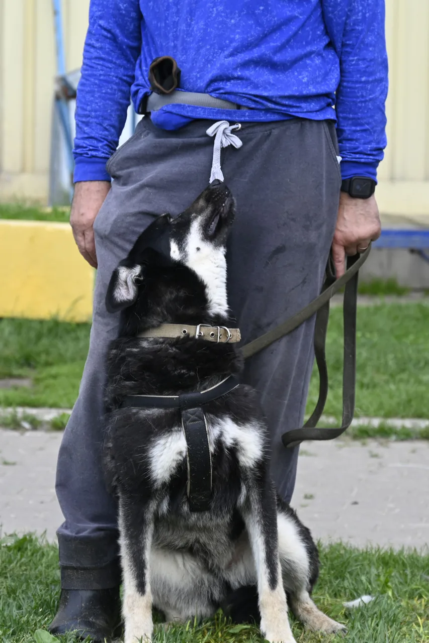 Собака Дина, сука, Приют Малинки (Кожухово), Москва. Фото 17 из 20.