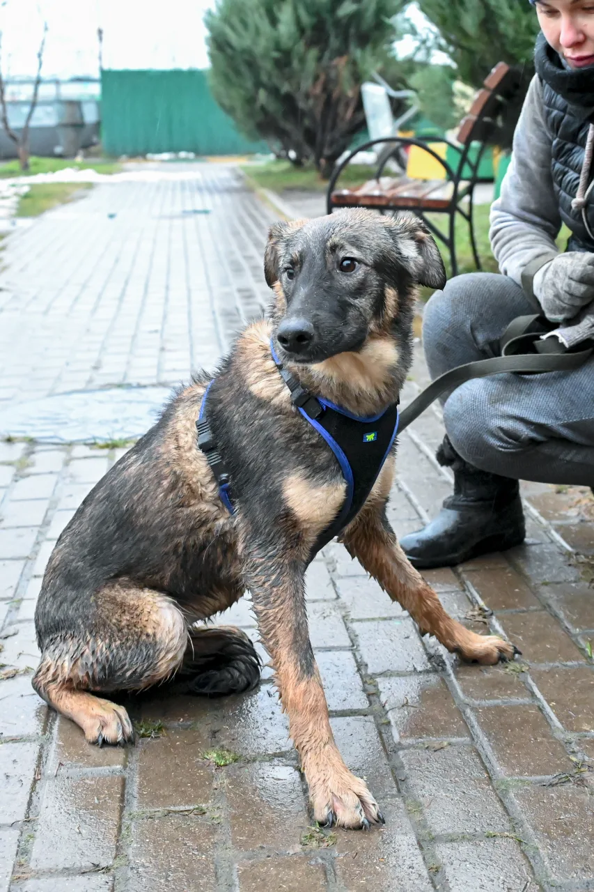 Собака Лин, сука, Приют Малинки (Кожухово), Москва. Фото 4 из 13.