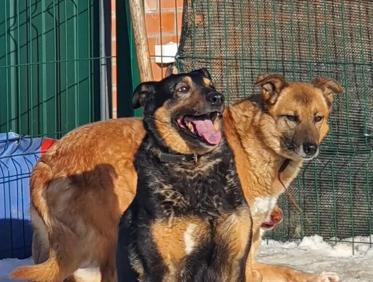 Собака Кони, сука, Приют Малинки (Кожухово), Москва. Фото 2 из 5.