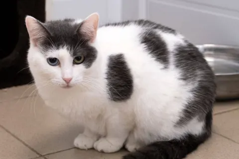 Аурелия (Мурка) — кошка, Москва