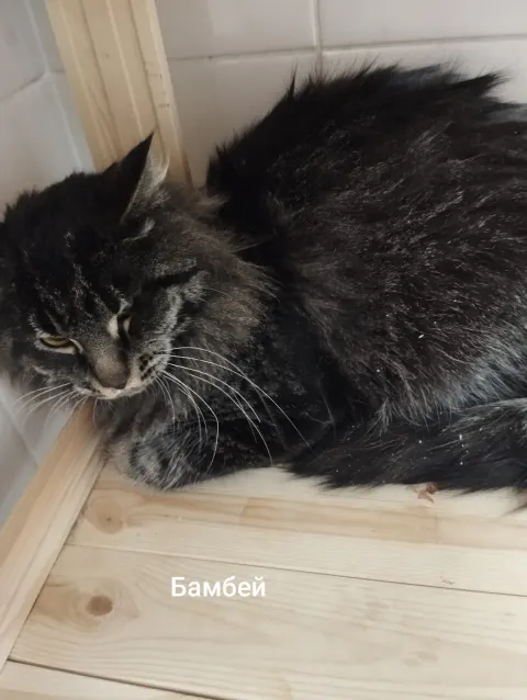 Бомбей (Гудрон) — кошка, Москва
