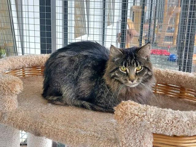 Кошка Бомбей (Гудрон), кот, Приют Малинки (Кожухово), Москва. Фото 2 из 3.