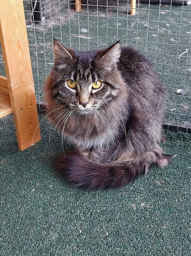Кошка Бомбей (Гудрон), кот, Приют Малинки (Кожухово), Москва. Фото 3 из 3.